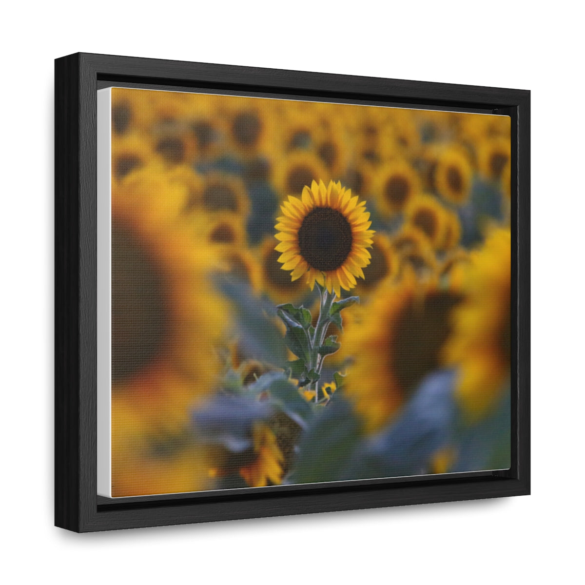 Field of Sunflowers - Framed Canvas