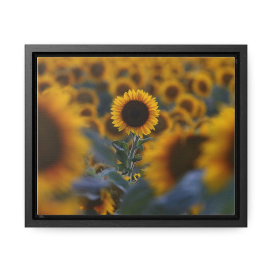 Field of Sunflowers - Framed Canvas