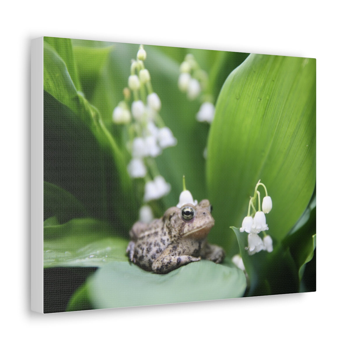Toad and Lily - Canvas
