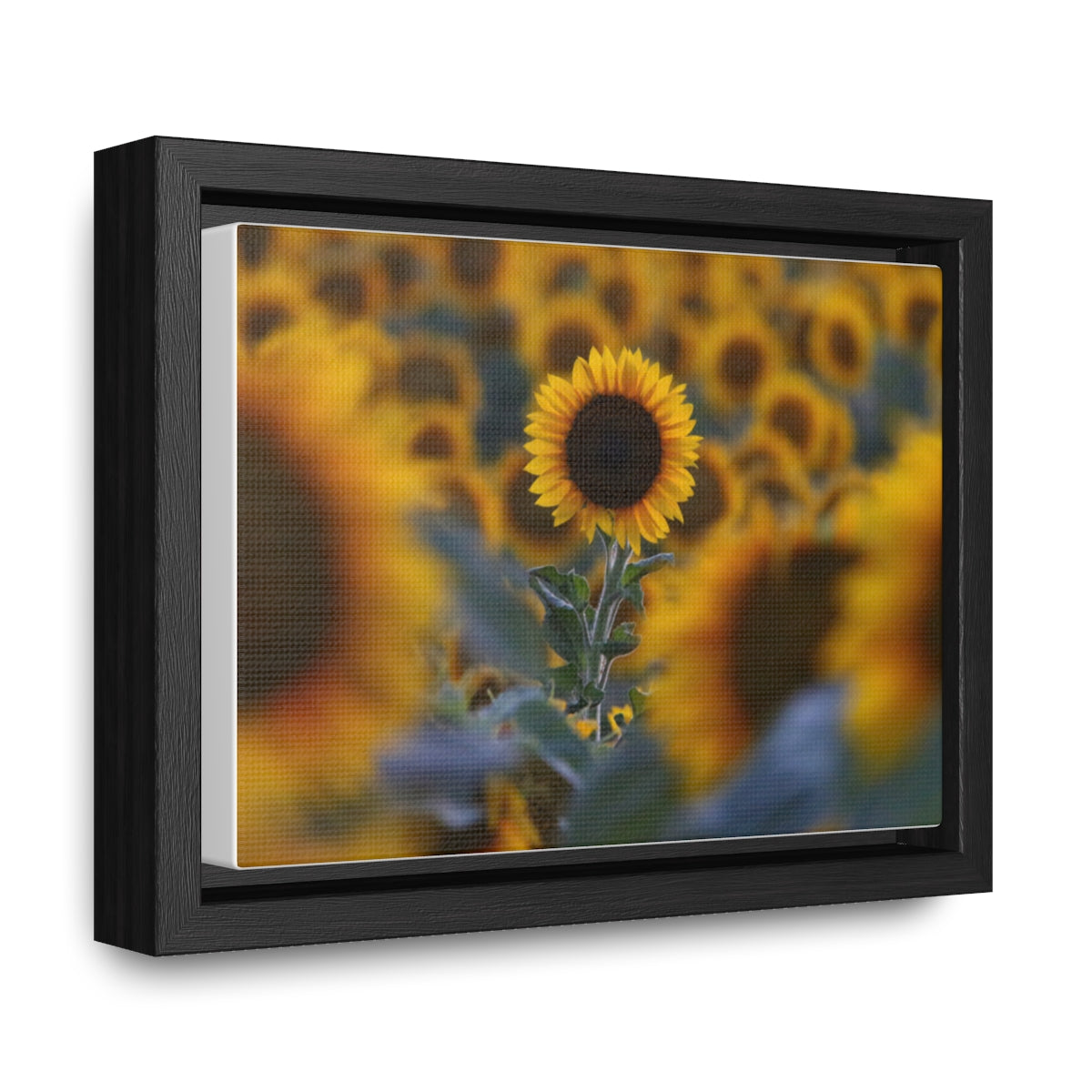 Field of Sunflowers - Framed Canvas